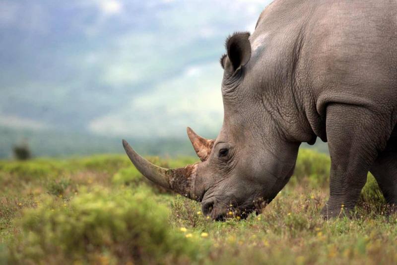 Lion & Safari Park — Half day tour from Johannesburg