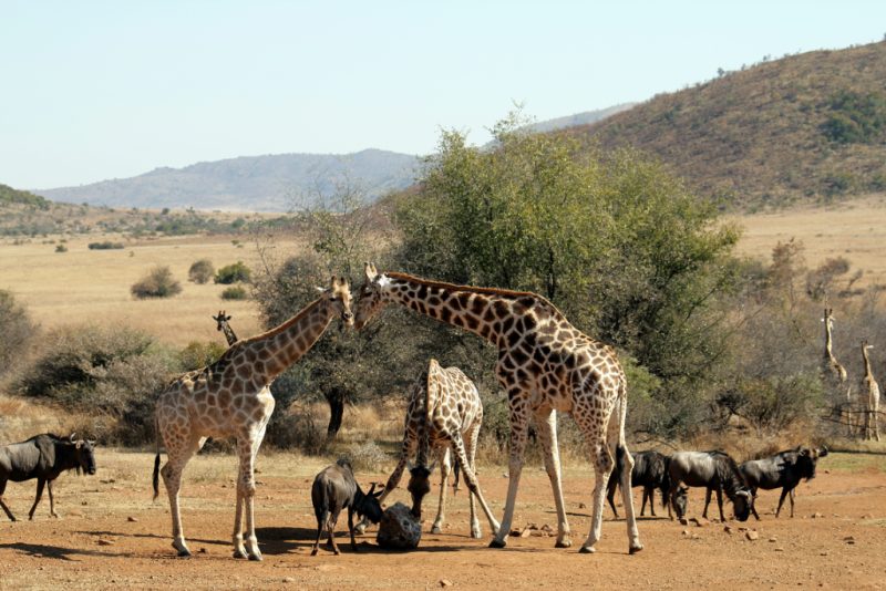 Pilanesberg Day Safari — Full day tour from Johannesburg